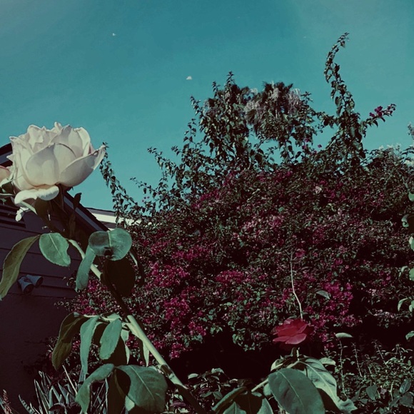 Lovely Star * Photography Art Print - Picture 1 of 5